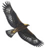 Eagle33